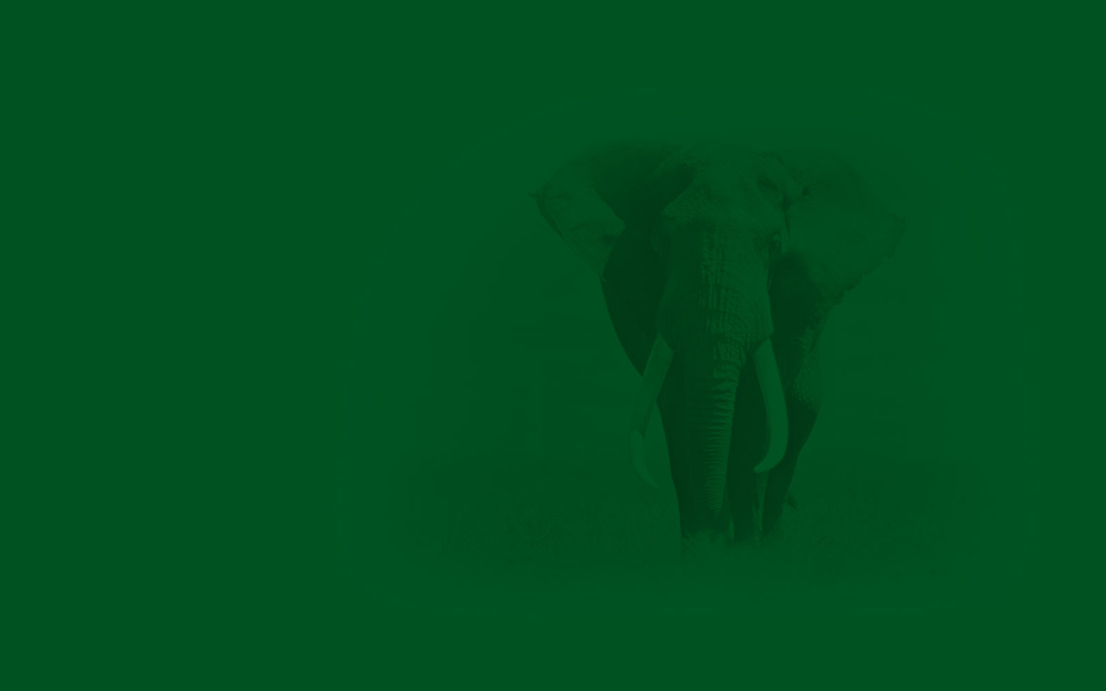 fond-vert-elephant-1